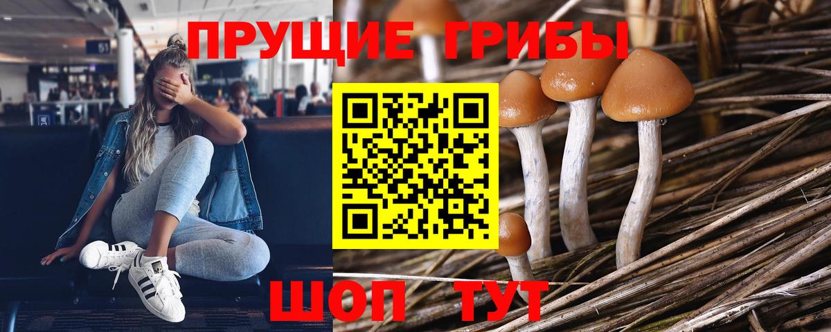 Псилоцибиновые грибы Cubensis  Вход с VPN  купить наркотик  Холмск 